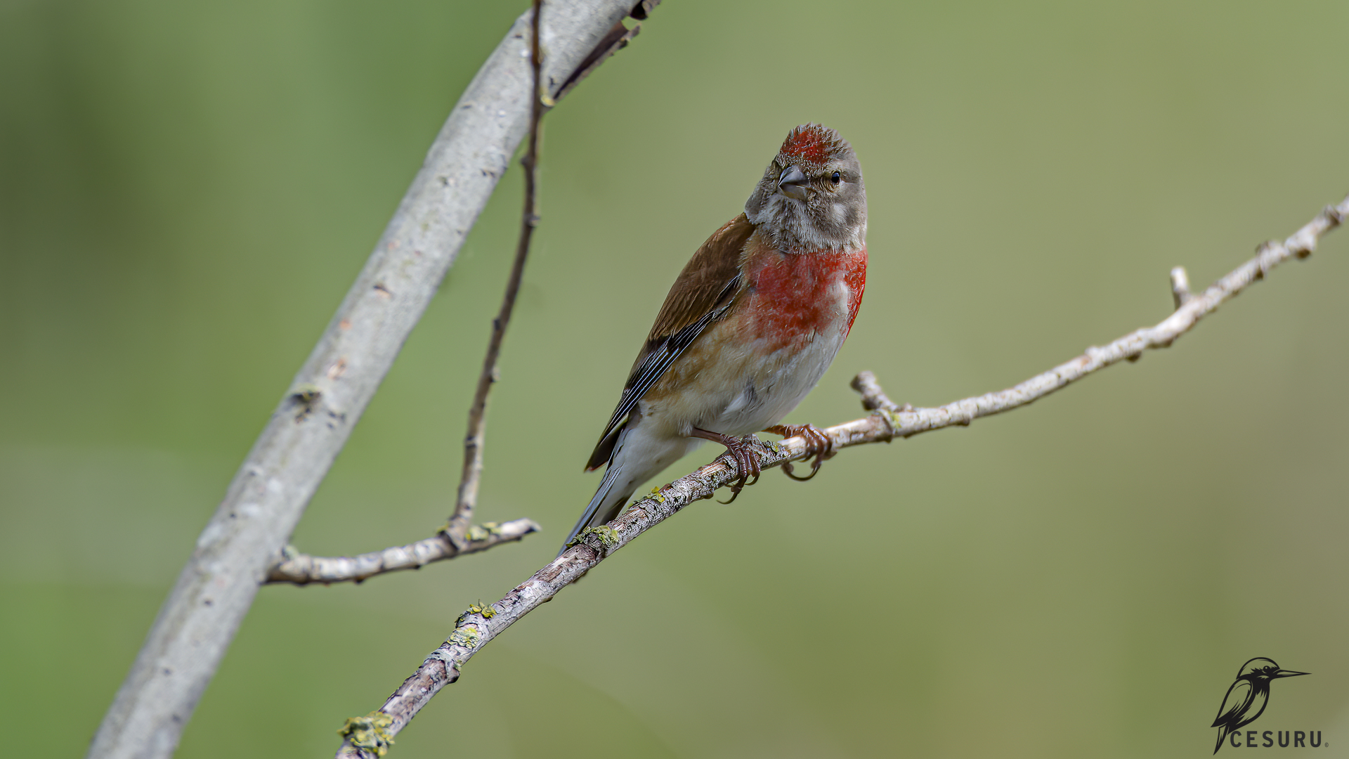 Eurasian Linnet